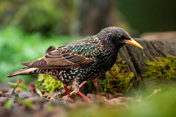 Fototapeta premium starling close up