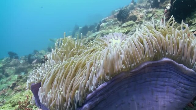 Captured during daytime in Southeast Asia, a vibrant clownfish gracefully swims around and finds safety within the embrace of its anemone, a symbiotic spectacle unfolds.