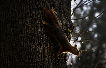 squirrel on tree © sevcan