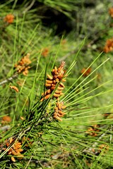 Fototapeta premium Close-up of pine tree branch with young cones in sunlight, natural green background