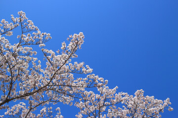 桜 花 春 青空 背景