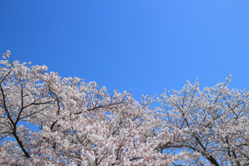 桜 花 春 青空 背景
