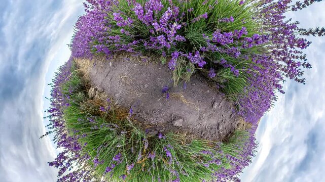 Lavender field 360 degree landscape transition from tiny planet effect to wide view of blooming purple flowers along a rural path