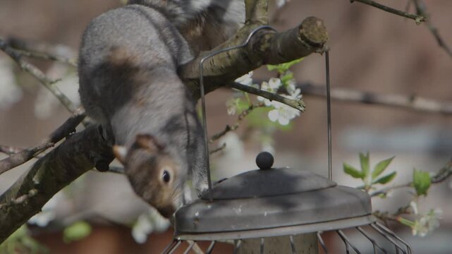 A Grey Squirrel, Sciurus carolinensis, trying to get into a hanging bird feeder. Spring. UK