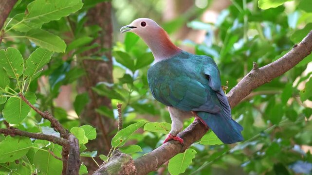 A Green Imperial Pigeon (Ducula aenea) perches on tree branch, looks around the surroundings, spreads its wings and flies away, close up shot.