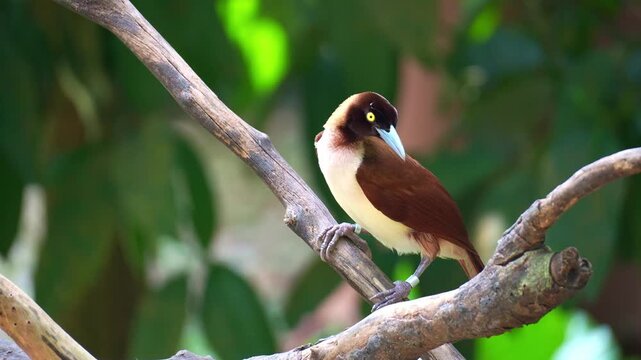 A female Lesser Bird-of-Paradise (Paradisaea minor) perches on the branch, looking around its surroundings before feeding, close up shot.