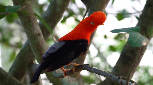 A male Andean cock-of-the-rock (Rupicola peruvianus) perches on tree branch and looks around the surroundings, close up shot.