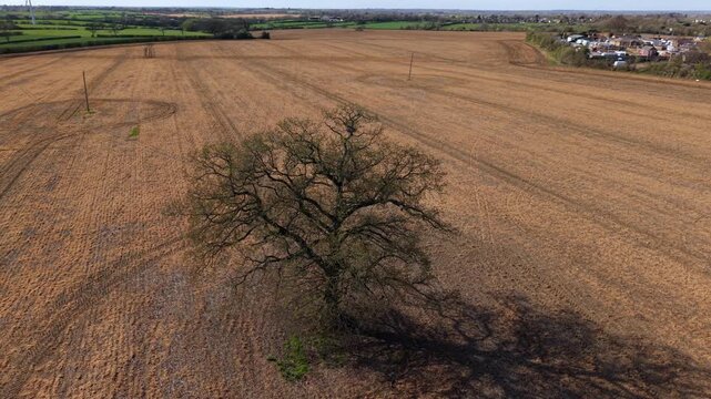 Aerial view of a lone tree in a brown rural field, showcasing solitude and resilience in the English countryside.