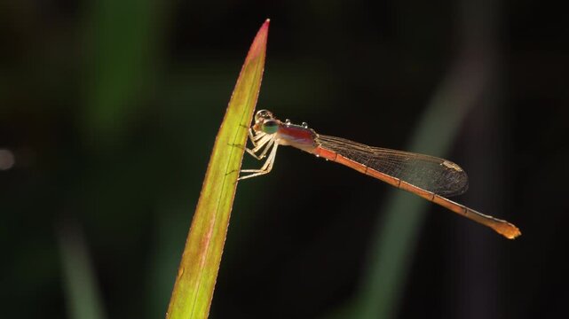 Pygmy Dartlet damselfly grooming with front legs on a grass blade; sunrise on a dark forest backdrop covered in dew drops