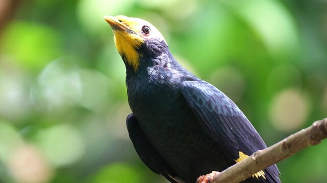 A Golden crested myna (Ampeliceps coronatus) perches on tree branch and looks around the surroundings, close up shot.
