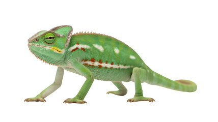Fototapeta premium Green chameleon lizard profile isolated on transparent background