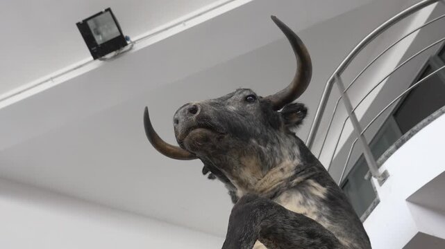 Low angle shot of a stuffed bull head hanging in a white modern building. Minimalist interior design, natural indoor lighting, taxidermy art, and Spanish tradition concept.