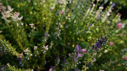 Obraz premium Salvia horminum with tall, branched stems and multicolored flowers, growing in a Siberian plant nursery. This vibrant sage from the mint family thrives in dry soils and full sun.