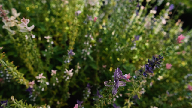 Salvia horminum with tall, branched stems and multicolored flowers, growing in a Siberian plant nursery. This vibrant sage from the mint family thrives in dry soils and full sun.