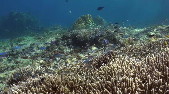 Explore a vibrant underwater ecosystem at Raja Ampat Islands. Many different species of fishes swim above colorful coral reefs during the daytime. A scuba diver observes the stunning marine life.