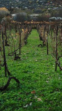 Vineyard plantation with house in background at the middle of autumn. Environment, agriculture, wine-making concept.
