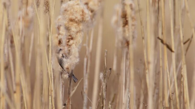 Male Reed Bunting plucks soft downy fluff from cattail in reedbed to build nest
