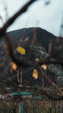 Vineyard plantation with house in background at the middle of autumn. Environment, agriculture, wine-making concept.