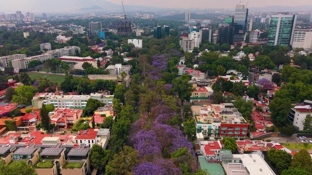 Springtime jacaranda bloom transforming Mexico City streets