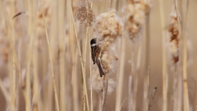 Reed Bunting curiously plucks fluffy brown down from cattail on riverside bank