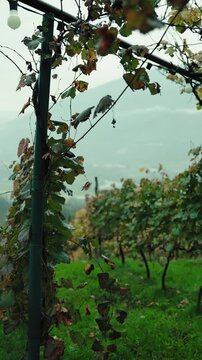 Vineyard plantation with house in background at the middle of autumn. Environment, agriculture, wine-making concept.