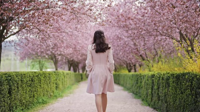 Woman walking away under cherry blossom trees, spring pathway