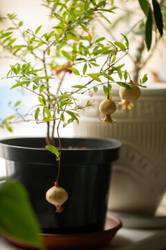 Green pomegranate fruits growing near window