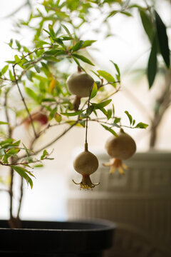 Young pomegranate fruits on a branch indoors