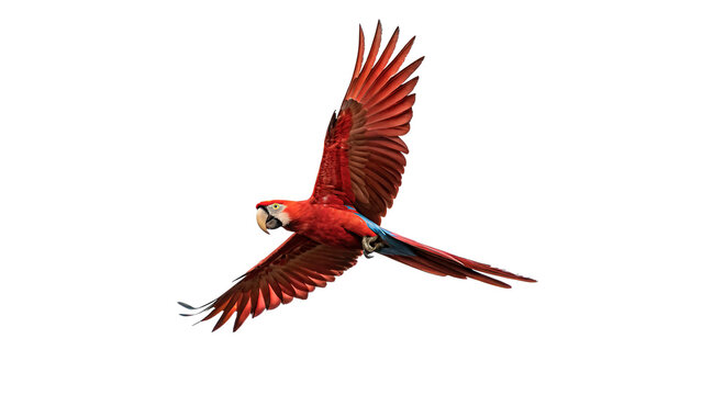 Scarlet macaw flies gracefully isolated on transparent background cut out
