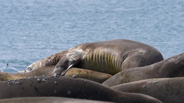 Male elephant seal lies on a beach and holds a female beside him, with a harem in the background, showing natural interaction and bonding behavior in a coastal wildlife colony.