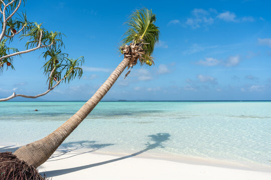 Tropical beach with turquoise water and a lone leaning palm tree
