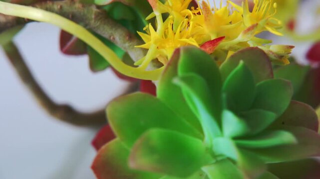 Succulent plants with yellow flowers