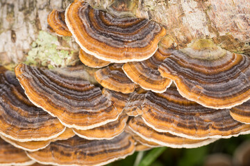 Close up of Turkey tail mushrooms on a rotting log © Nathan McClunie
