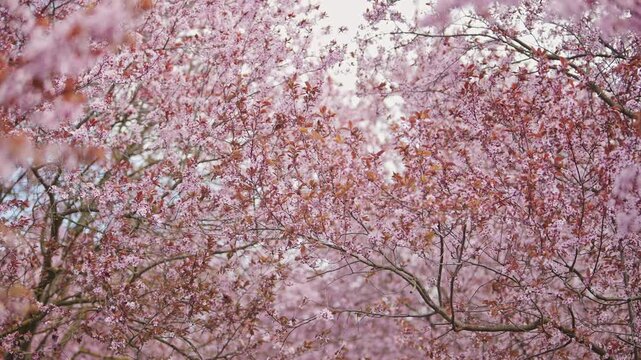 Blooming cherry blossom branches in spring, pink flowers background