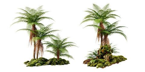 palm tree isolated on white background © D85studio