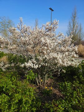Amelanchier lamarckii_Snowy Mespilus full plant in spring with flowers