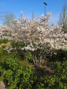 Amelanchier lamarckii_Snowy Mespilus full plant in spring with flowers