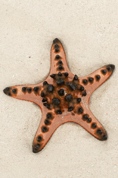 Starfish on the shore with gentle waves at the beach