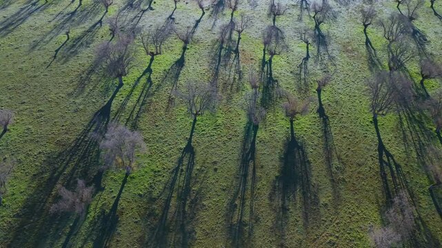 Aerial view from a drone of oak and gall oak woodlands in the Campo de Yeltes region. Arribes del Duero Natural Park. Salamanca. Castile and Le&oacute;n. Spain. Europe