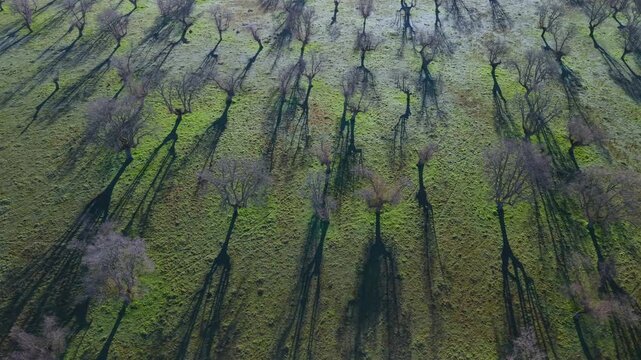 Aerial view from a drone of oak and gall oak woodlands in the Campo de Yeltes region. Arribes del Duero Natural Park. Salamanca. Castile and Le&oacute;n. Spain. Europe