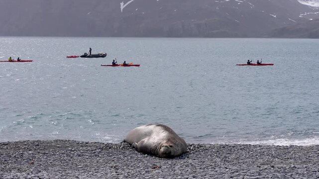 Male elephant seal resting on a rocky shore near the ocean in South Georgia, with kayakers paddling in the background, showing contrast between wildlife and human activity.