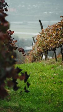 Vineyard plantation with house in background at the middle of autumn. Environment, agriculture, wine-making concept.