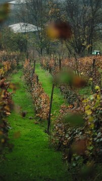 Vineyard plantation with house in background at the middle of autumn. Environment, agriculture, wine-making concept.