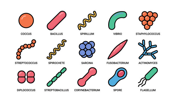 Illustrated guide to diverse bacterial shapes and names