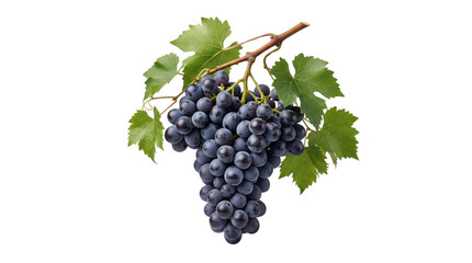 Fototapeta premium Bunch of dark grapes with green leaves shown together, AI, PNG