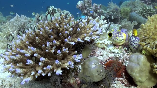 Diverse marine life thrives amidst a vibrant Coral Reef. Yellow and black fish swim near branching coral as other fish explore the colorful underwater landscape during daytime.
