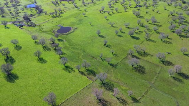 Aerial view from a drone of oak and gall oak woodlands in the Campo de Yeltes region. Arribes del Duero Natural Park. Salamanca. Castile and Le&oacute;n. Spain. Europe