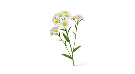 Fototapeta premium Delicate cluster of small white daisies with yellow centers and green leaves on a white background, simple botanical illustration, isolated