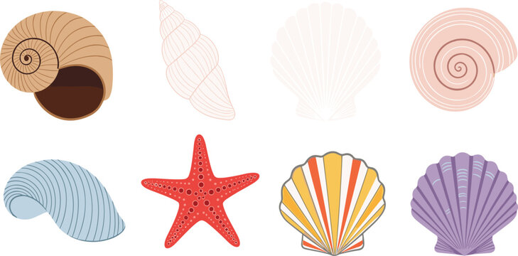Beautiful ocean seashell collection featuring various sea snail shells, colorful scallops, spiral conchs, and a red starfish for summer beach and nautical themed design projects.