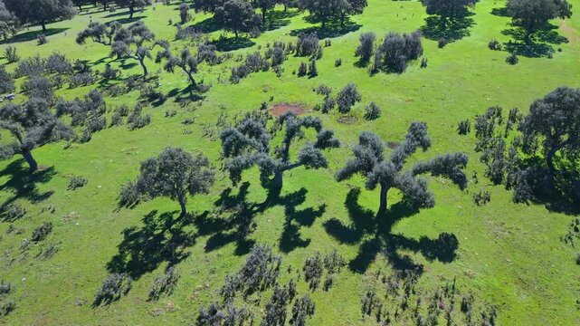 Aerial view from a drone of holm oak pastures near the Hermitage of Our Lady of Cueto. Campo Charro. Campo de Salamanca region. Salamanca. Castile and Le&oacute;n. Spain. Europe